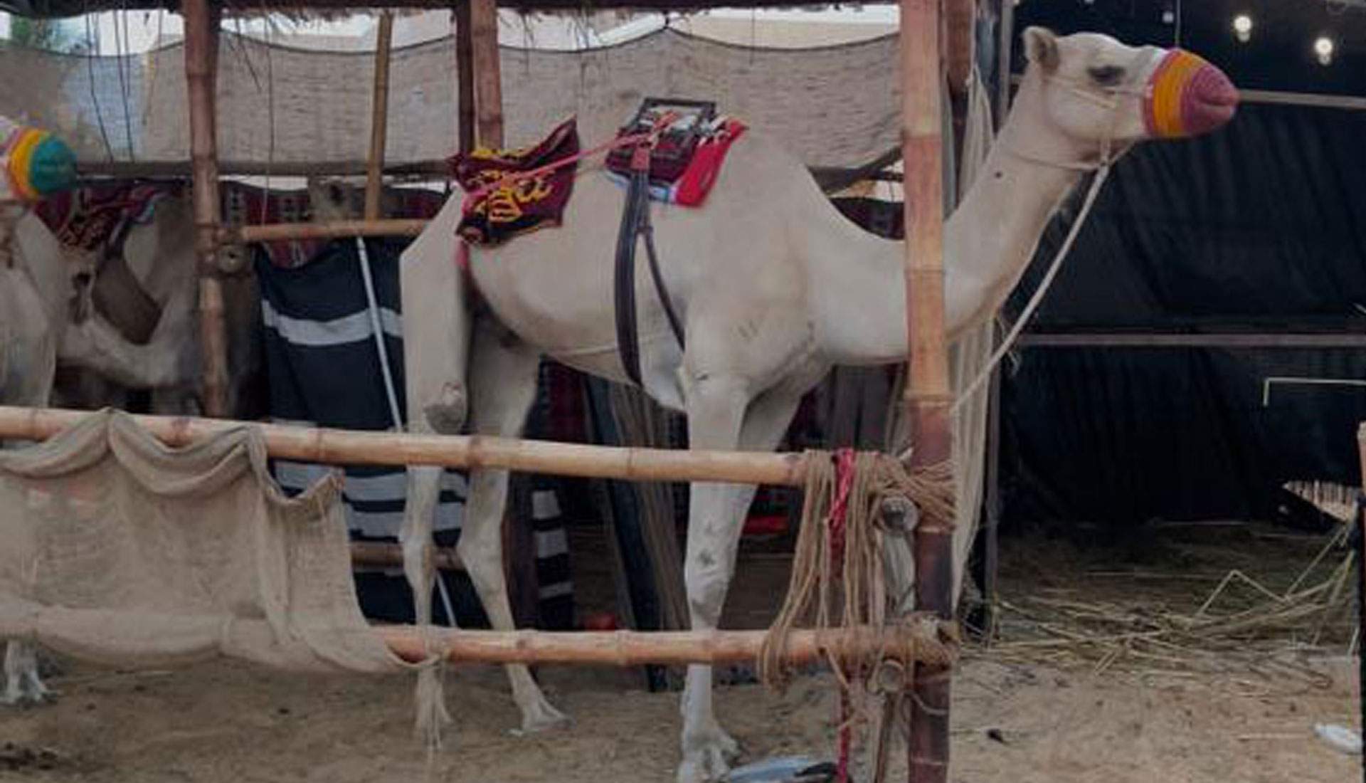 ARAB VISION FOR INVESTMENT